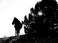 1311_wild horses_007