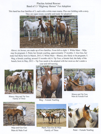 Flyer of Horses for Adoption
