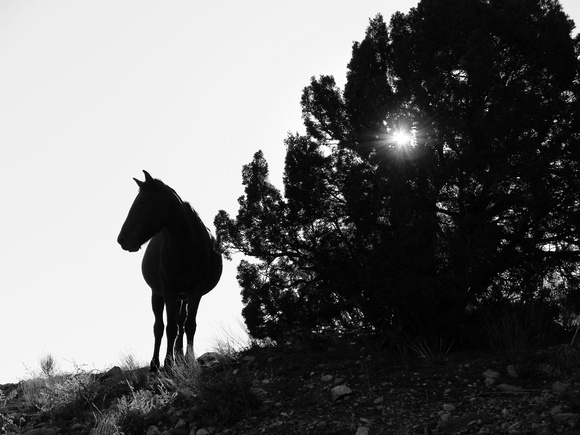 1311_wild horses_007