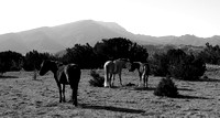 1311_wild horses_013
