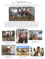 Placitas Horses for Adoption