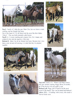 Flyer of Horses for Adoption